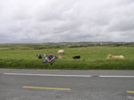 cows along the highway